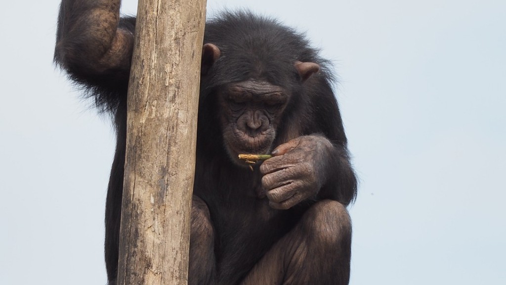 Kilden Şempanze Nasıl Yapılır
