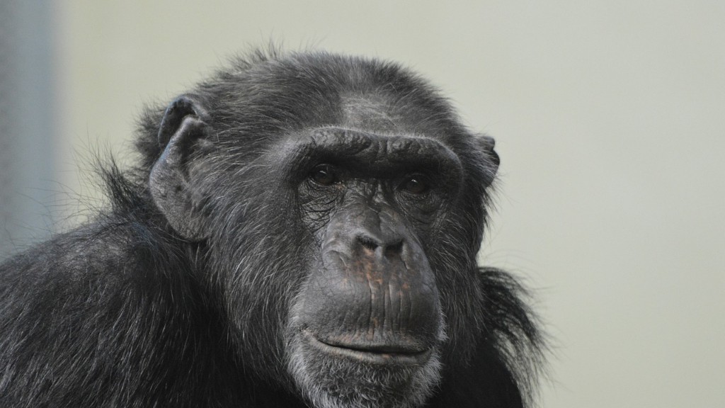 İnsanlarda Şempanze DNA’sı Var mı?