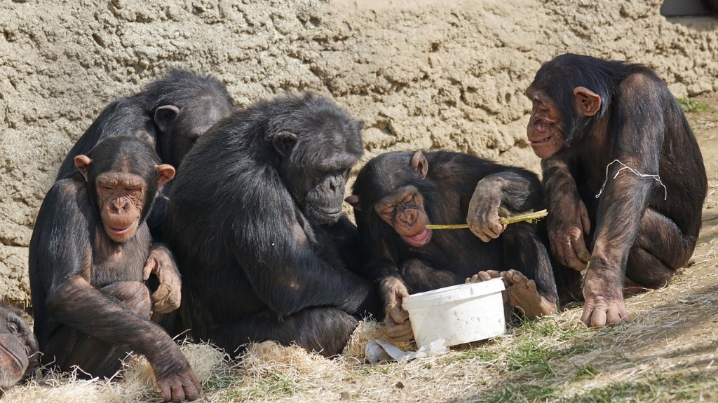 Bir Şempanze Muzu Nasıl Yer?