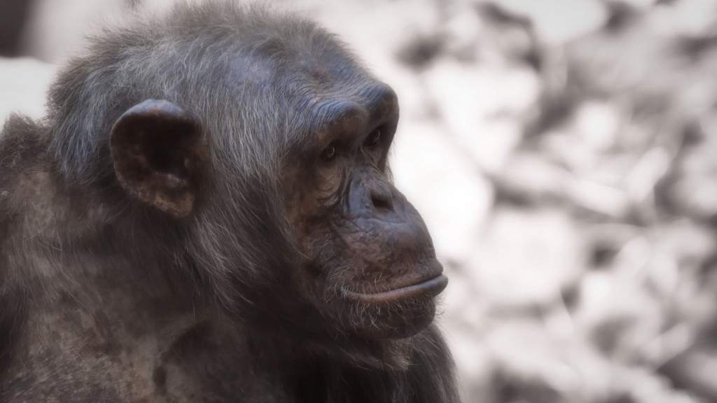 Şempanze Neden Soyu Tükenme Tehlikesinde?
