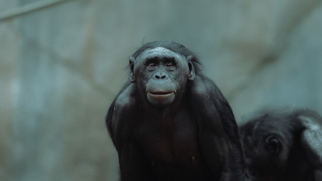 Şempanzeyi En Çok Ne Tehdit Eder?