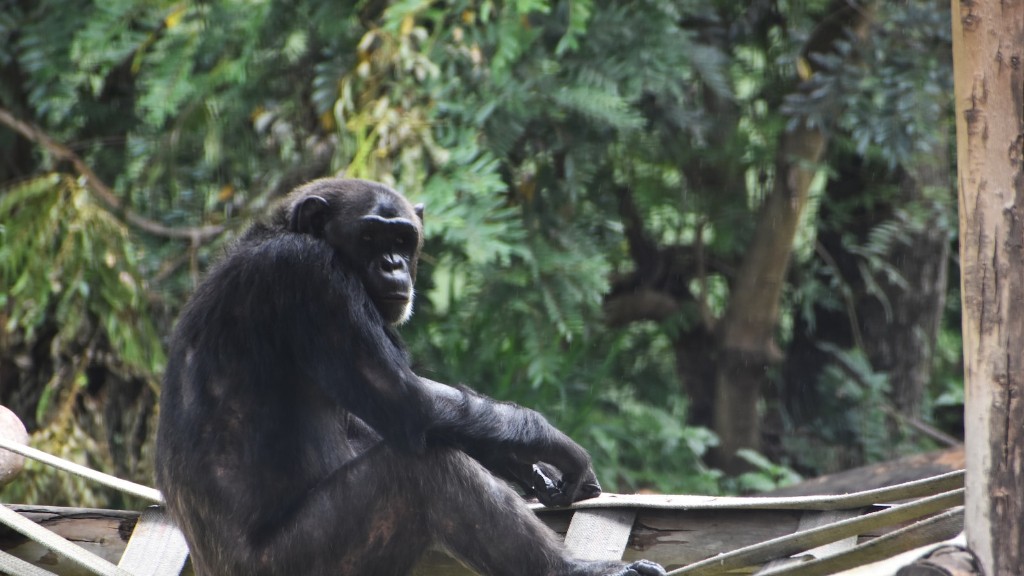 Bir Şempanze Hangi Sınıflandırmadır?