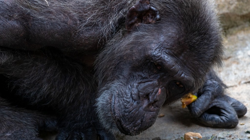 Şempanzeler Agresif midir?