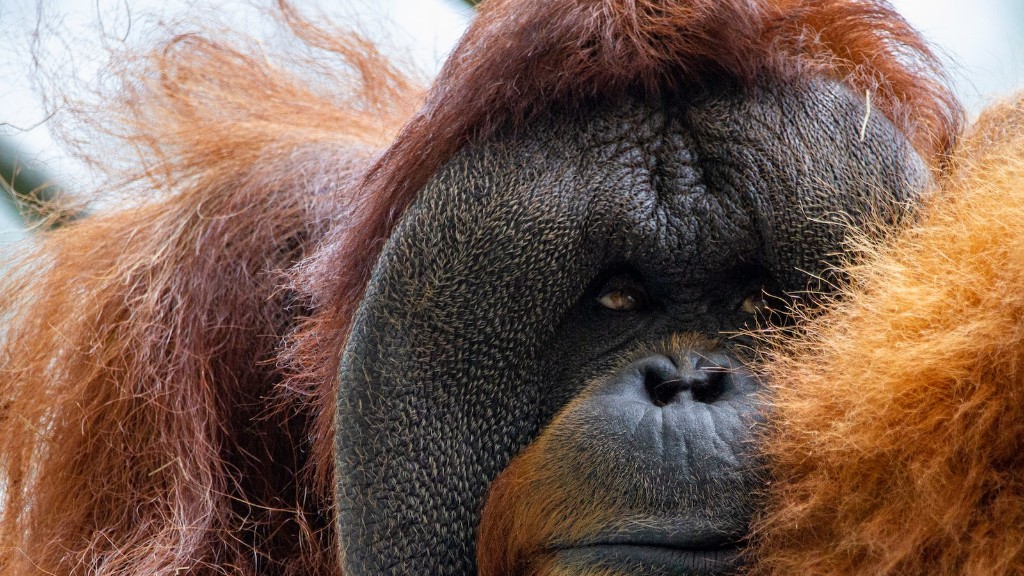 Orangutan Çağı Nasıl Yapılır?