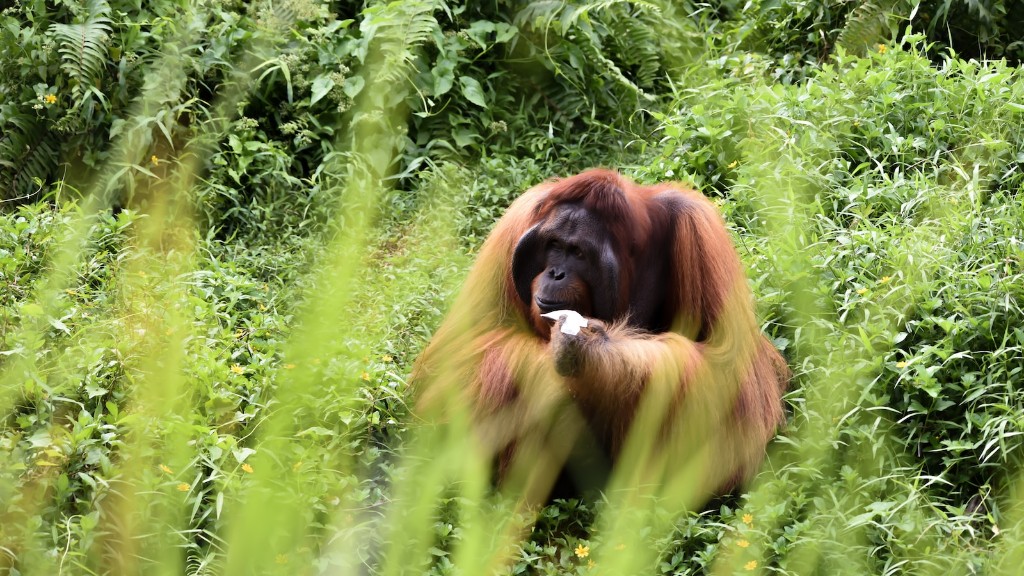 Phoenix Hayvanat Bahçesi’nde Ne Tür Orangutan Bulundu?