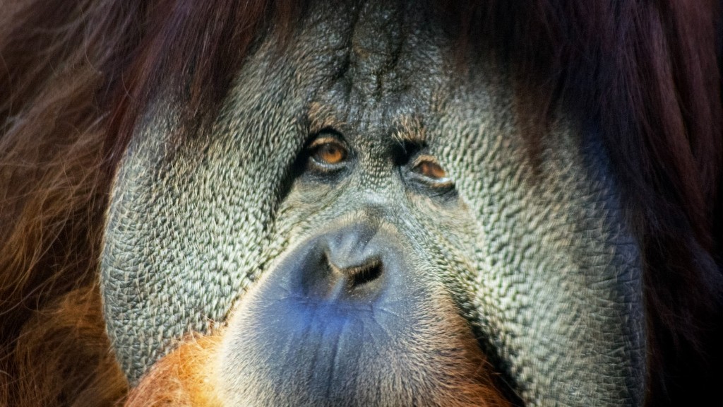 Borneo Orangutanı Hangi Habitattır?