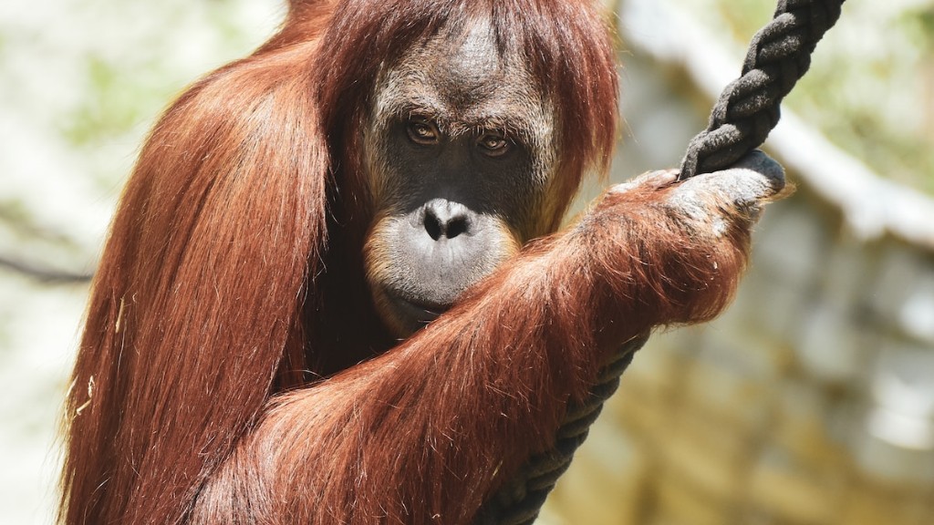 Orangutan Neden Ag İle Telaffuz Edilir?