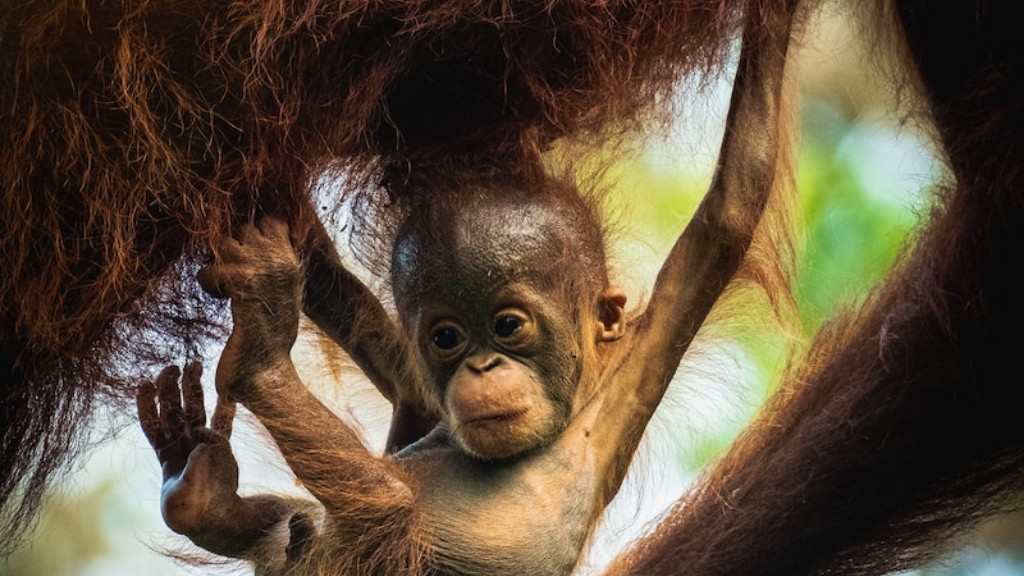 Primat Orangutana Benzer Nedir?
