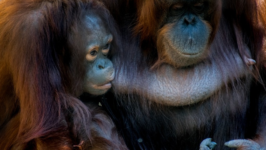 Animal Planet Orangutan Amcık mı Diyor?