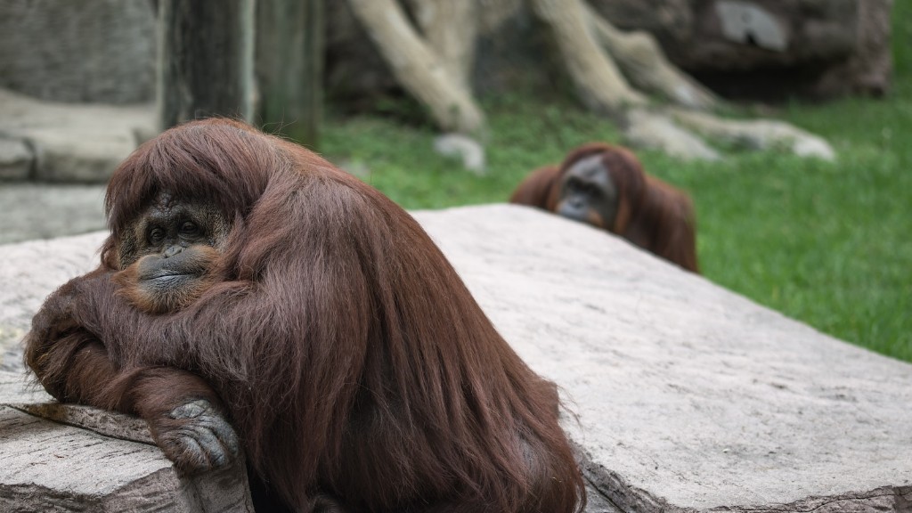 Orangutan Hangi Aileye Aittir?
